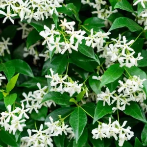 Set of 2 Confederate Jasmine Live Plants - Fragrant White Flowers, 5-8 Inch Tall Vine - Image 2
