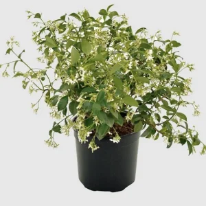 Set of 2 Confederate Jasmine Live Plants - Fragrant White Flowers, 5-8 Inch Tall Vine - Image 7
