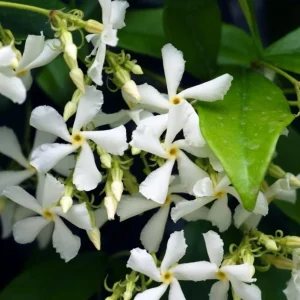 Set of 2 Confederate Jasmine Live Plants - Fragrant White Flowers, 5-8 Inch Tall Vine - Image 9