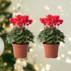 Set of 2 Cyclamen Live Plants, Red Blooming Houseplant, 4 Inch Pot - Image 1