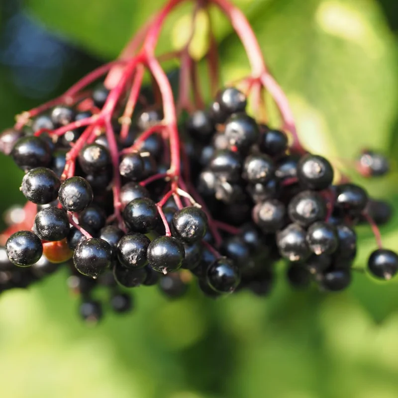 Set of 2 Elderberry Live Plant Cuttings, Black Elderberries, 8-12 Inch Tall, Outdoor - Image 2