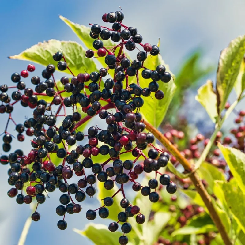 Set of 2 Elderberry Live Plant Cuttings, Black Elderberries, 8-12 Inch Tall, Outdoor - Image 3