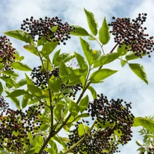 Set of 2 Elderberry Live Plant Cuttings, Black Elderberries, 8-12 Inch Tall, Outdoor - Image 4