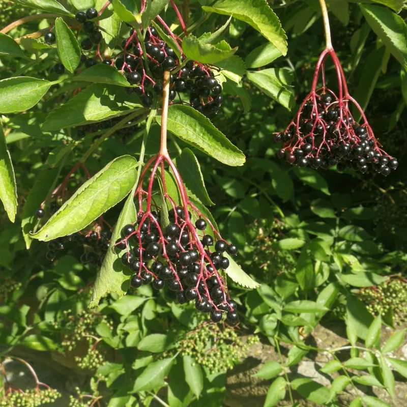 Set of 2 Elderberry Live Plant Cuttings, Black Elderberries, 8-12 Inch Tall, Outdoor - Image 5