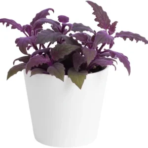 Set of 2 Gynura Purple Passion Live Plants, 4-8 Inch Tall, Potted Houseplant - Image 7