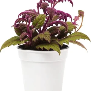 Set of 2 Gynura Purple Passion Live Plants, 4-8