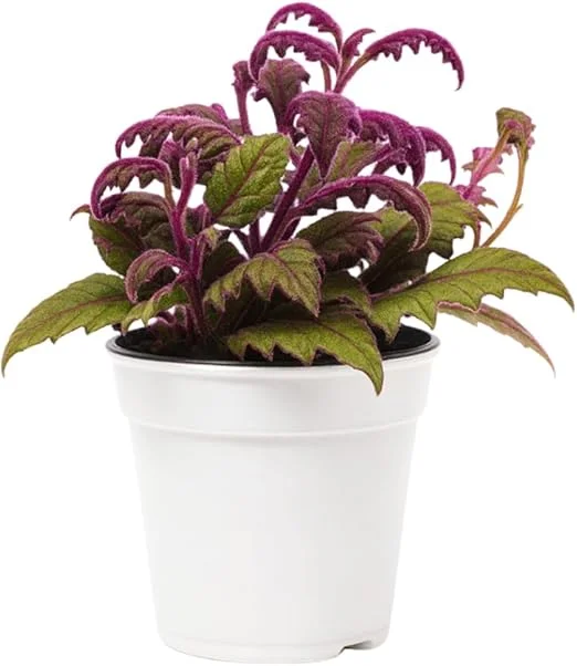 Set of 2 Gynura Purple Passion Live Plants, 4-8" Tall, Royal Velvet Houseplant - Image 6