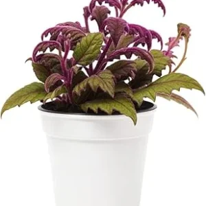 Set of 2 Gynura Purple Passion Live Plants, 4-8