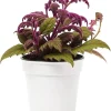 Set of 2 Gynura Purple Passion Live Plants, 4-8" Tall, Royal Velvet Houseplant - Image 1