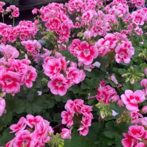 Set of 2 Hardy Geranium Live Plants - Bicolor Flowers, 5-8 Inch Tall - Image 2