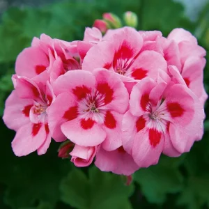 Set of 2 Hardy Geranium Live Plants - Bicolor Flowers, 5-8 Inch Tall - Image 4