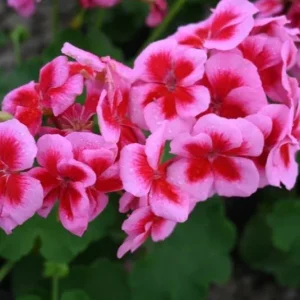 Set of 2 Hardy Geranium Live Plants - Bicolor Flowers, 5-8 Inch Tall - Image 5