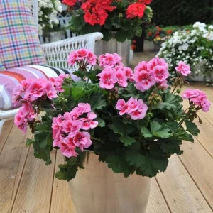 Set of 2 Hardy Geranium Live Plants - Bicolor Flowers, 5-8 Inch Tall - Image 6