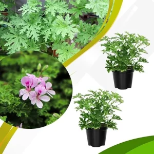Set of 2 Live Citronella Plants – 4 Inch Pots – Indoor/Outdoor Herb - Image 3