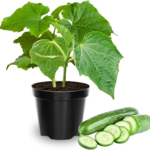 Set of 2 Live Green Cucumber Plants, 3-5 Inches Tall, 4 Inch Pot, Outdoor Starter Plants - Image 6