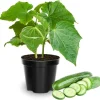 Set of 2 Live Green Cucumber Plants, 3-5 Inches Tall, 4 Inch Pot, Outdoor Starter Plants - Image 1
