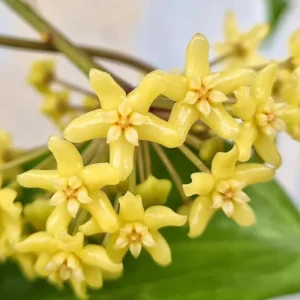 Set of 2 Live Hoya Quinquenervia Plants - Climbing Wax Vine, Sweet Yellow Flowers, 5-8 Inch Tall Houseplant - Image 1