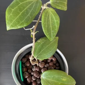 Set of 2 Live Hoya Quinquenervia Plants - Climbing Wax Vine, Sweet Yellow Flowers, 5-8 Inch Tall Houseplant - Image 5