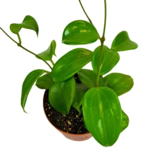 Set of 2 Live Hoya Quinquenervia Plants - Climbing Wax Vine, Sweet Yellow Flowers, 5-8 Inch Tall Houseplant - Image 6