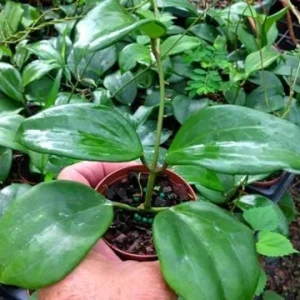 Set of 2 Live Hoya Quinquenervia Plants - Climbing Wax Vine, Sweet Yellow Flowers, 5-8 Inch Tall Houseplant - Image 9