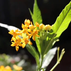 Set of 2 Live Milkweed Plants, Asclepias Tuberosa, 5-8 Inch Tall, Yellow - Image 2