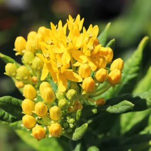 Set of 2 Live Milkweed Plants, Asclepias Tuberosa, 5-8 Inch Tall, Yellow - Image 3