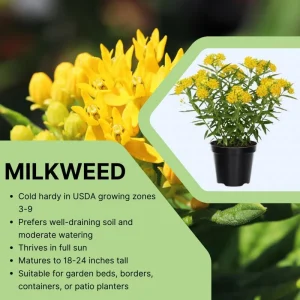 Set of 2 Live Milkweed Plants, Asclepias Tuberosa, 5-8 Inch Tall, Yellow - Image 4