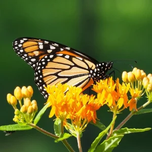 Set of 2 Live Milkweed Plants, Asclepias Tuberosa, 5-8 Inch Tall, Yellow - Image 5