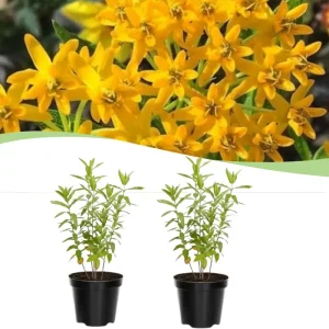 Set of 2 Live Milkweed Plants, Asclepias Tuberosa, 5-8 Inch Tall, Yellow - Image 1
