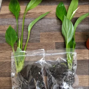 Set of 2 Live Peace Lily Plants, Spathiphyllum Wallisii, 5-8 Inch Tall, Indoor Air Purifying Houseplant - Image 2