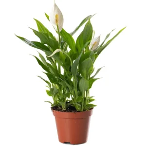 Set of 2 Live Peace Lily Plants, Spathiphyllum Wallisii, 5-8 Inch Tall, Indoor Air Purifying Houseplant - Image 1