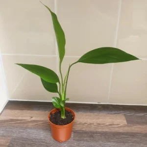 Set of 2 Live Peace Lily Plants, Spathiphyllum Wallisii, 5-8 Inch Tall, Indoor Air Purifying Houseplant - Image 3