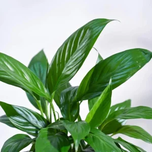 Set of 2 Live Peace Lily Plants, Spathiphyllum Wallisii, 5-8 Inch Tall, Indoor Air Purifying Houseplant - Image 5