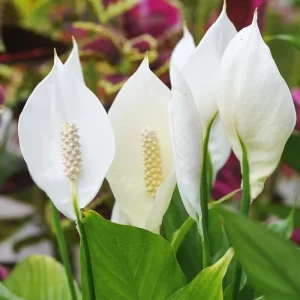Set of 2 Live Peace Lily Plants, Spathiphyllum Wallisii, 5-8 Inch Tall, Indoor Air Purifying Houseplant - Image 6