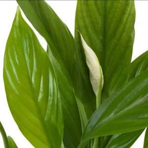 Set of 2 Live Peace Lily Plants, Spathiphyllum Wallisii, 5-8 Inch Tall, Indoor Air Purifying Houseplant - Image 7