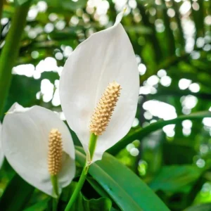 Set of 2 Live Peace Lily Plants, Spathiphyllum Wallisii, 5-8 Inch Tall, Indoor Air Purifying Houseplant - Image 8