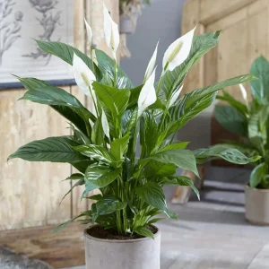 Set of 2 Live Peace Lily Plants, Spathiphyllum Wallisii, 5-8 Inch Tall, Indoor Air Purifying Houseplant - Image 9