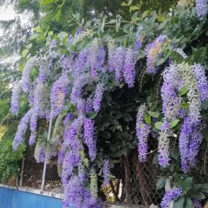 Set of 2 Live Purple Queen's Wreath Vine Plants 5-9 Inch Tall - Petrea Volubilis - Image 10