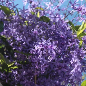 Set of 2 Live Purple Queen's Wreath Vine Plants 5-9 Inch Tall - Petrea Volubilis - Image 2