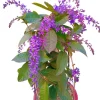 Set of 2 Live Purple Queen's Wreath Vine Plants 5-9 Inch Tall - Petrea Volubilis - Image 1