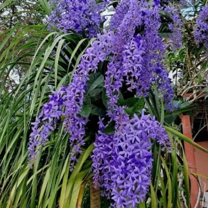 Set of 2 Live Purple Queen's Wreath Vine Plants 5-9 Inch Tall - Petrea Volubilis - Image 4
