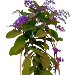 Set of 2 Live Purple Queen's Wreath Vine Plants 5-9 Inch Tall - Petrea Volubilis - Image 6