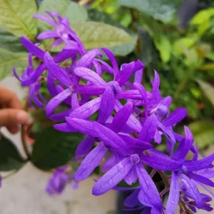 Set of 2 Live Purple Queen's Wreath Vine Plants 5-9 Inch Tall - Petrea Volubilis - Image 8