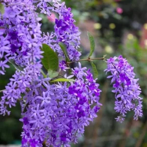Set of 2 Live Purple Queen's Wreath Vine Plants 5-9 Inch Tall - Petrea Volubilis - Image 9