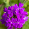 Set of 2 Live Purple Verbena Plants, Hardy Flowers, 4-8 Inches Tall, Outdoor - Image 1