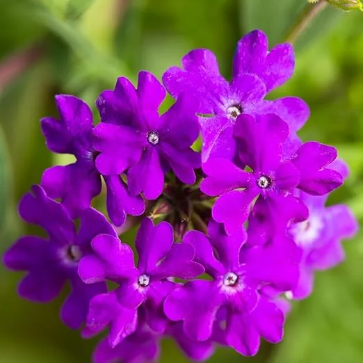 Set of 2 Live Purple Verbena Plants, Hardy Flowers, 4-8 Inches Tall, Outdoor - Image 2
