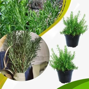 Set of 2 Live Rosemary Plants, Herb in 4 Inch Pots for Indoor & Outdoor - Image 3