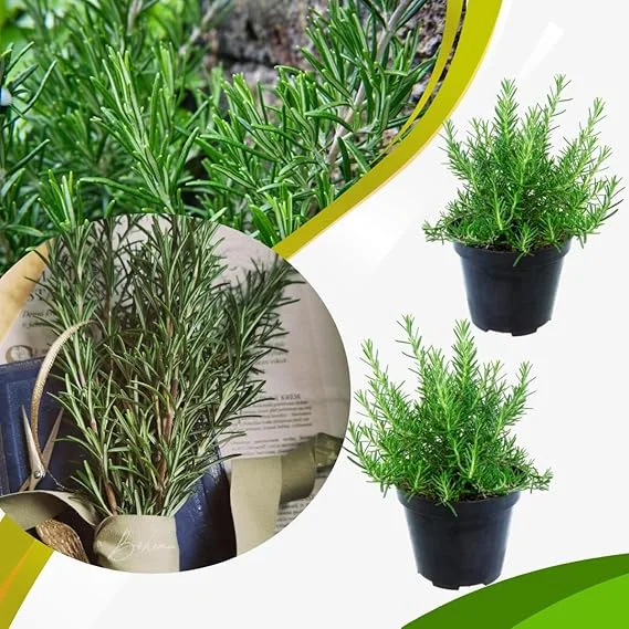 Set of 2 Live Rosemary Plants, Herb in 4 Inch Pots for Indoor & Outdoor - Image 3