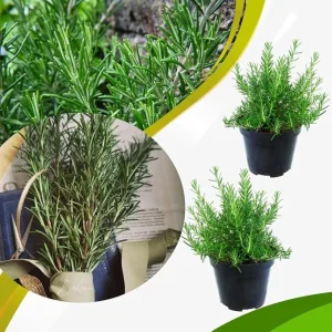 Set of 2 Live Rosemary Plants, Herb in 4 Inch Pots for Indoor & Outdoor - Image 7
