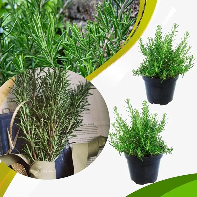 Set of 2 Live Rosemary Plants, Herb in 4 Inch Pots for Indoor & Outdoor - Image 7